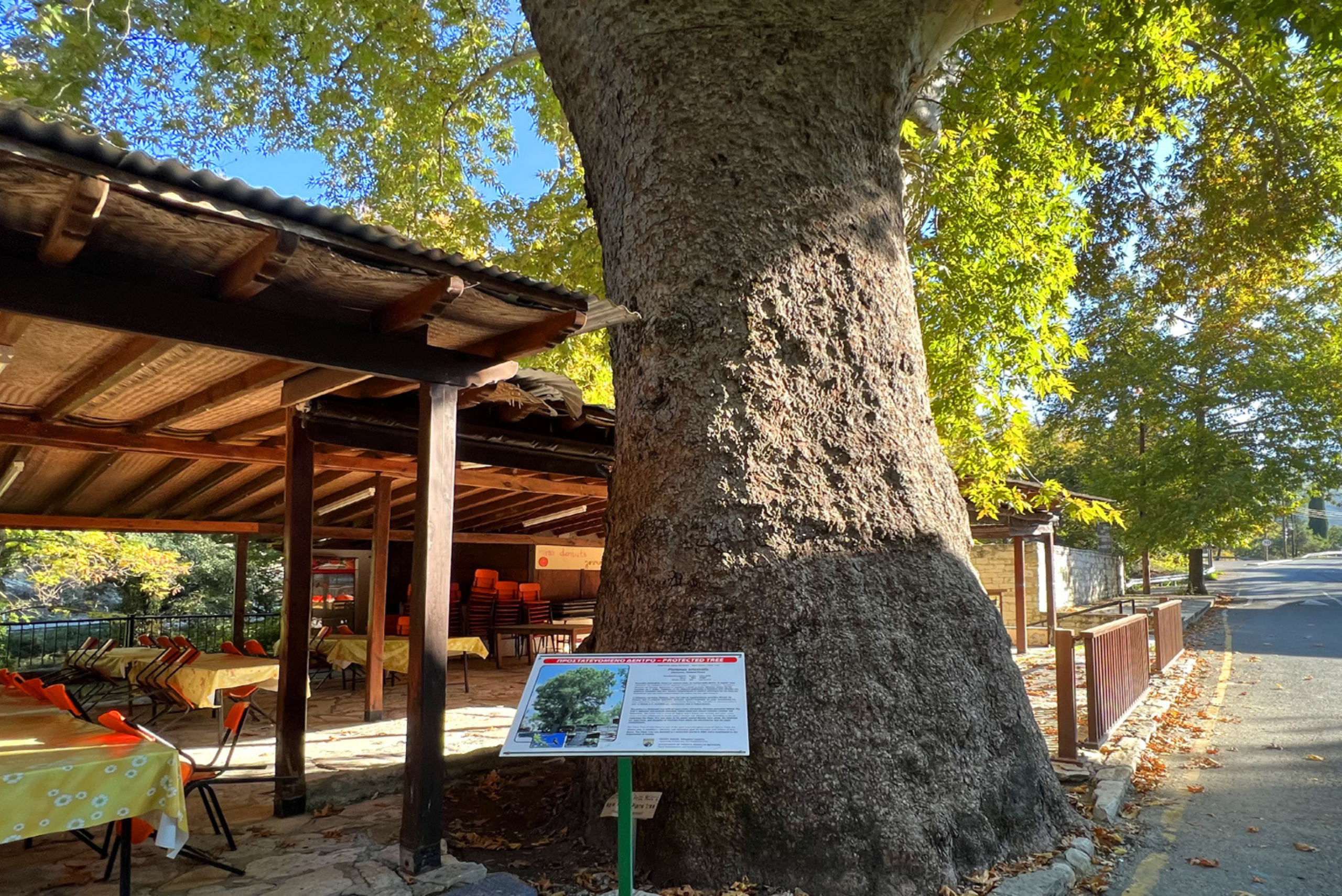 Oriental Plane Tree in Koilani